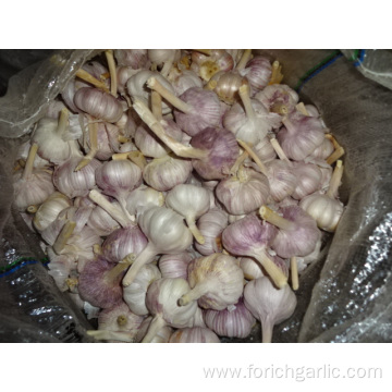 Regular White Garlic Fresh New Crop